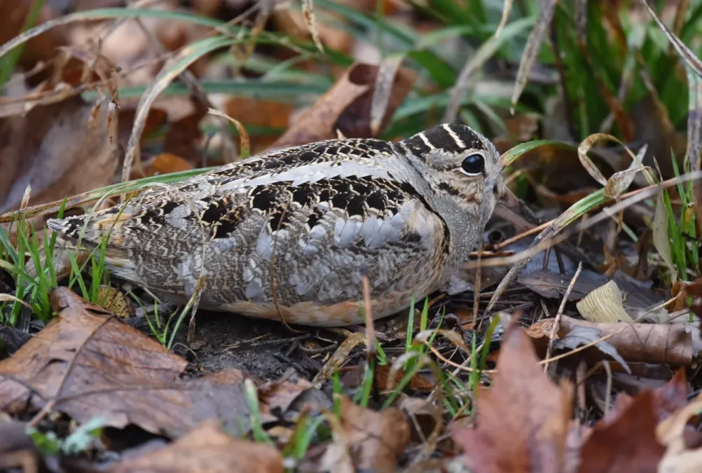File:Scolopax minor 143481136.jpg