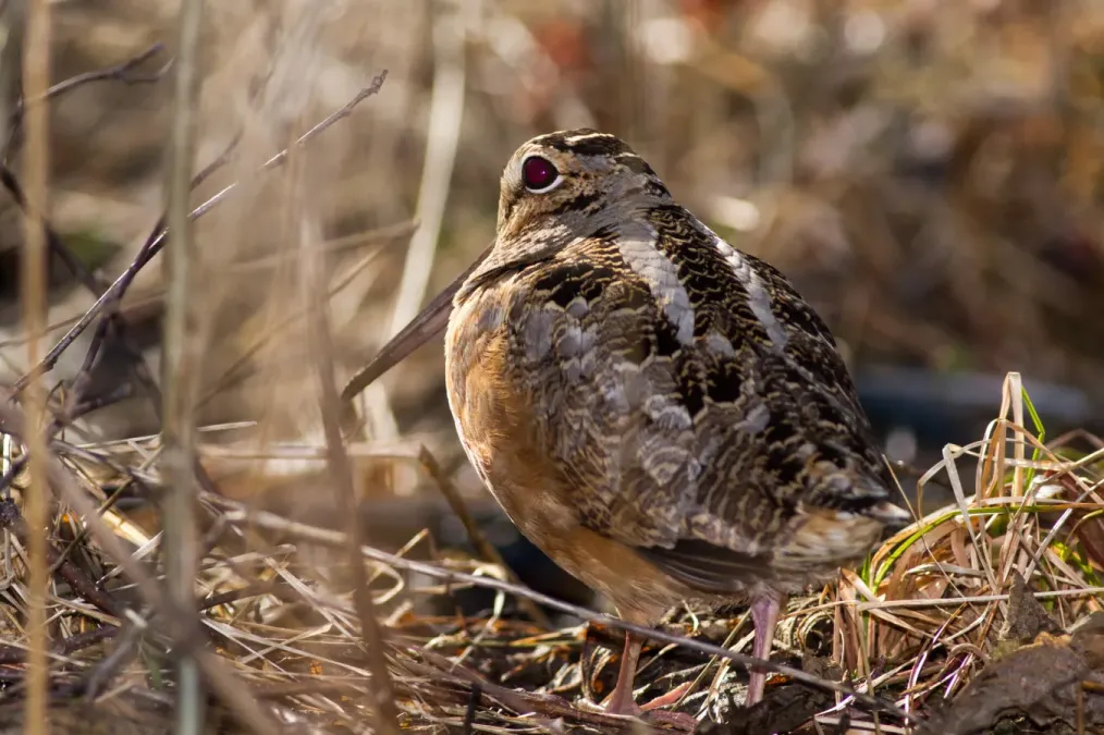 File:Scolopax minor 7146744.jpg
