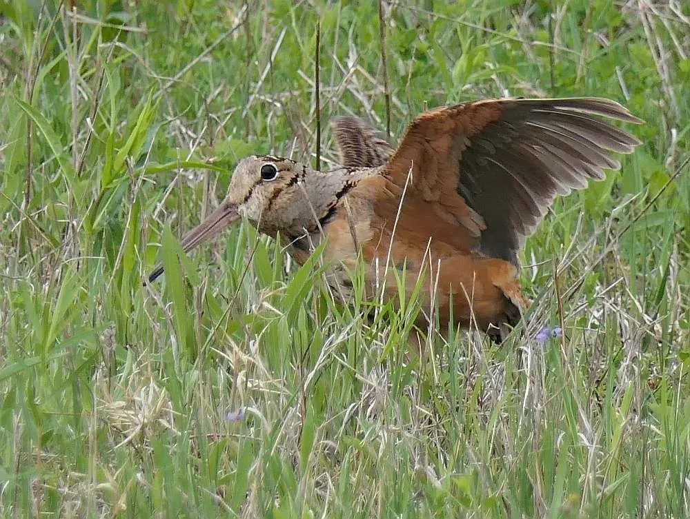 File:Scolopax minor 76175746.jpg