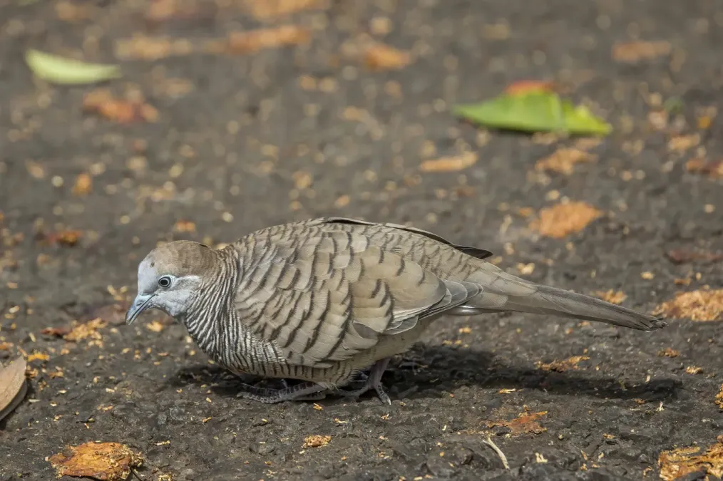 File:Zebra dove (Geopelia striata) Reunion.jpg