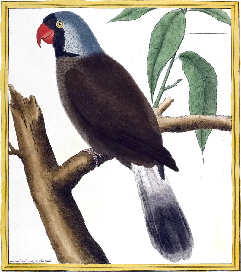 File:Mascarinus.jpg