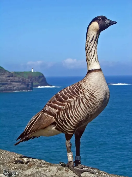 File:Branta sandvicensis -Kilauea Point National Wildlife Refuge, Hawaii, USA-8.jpg