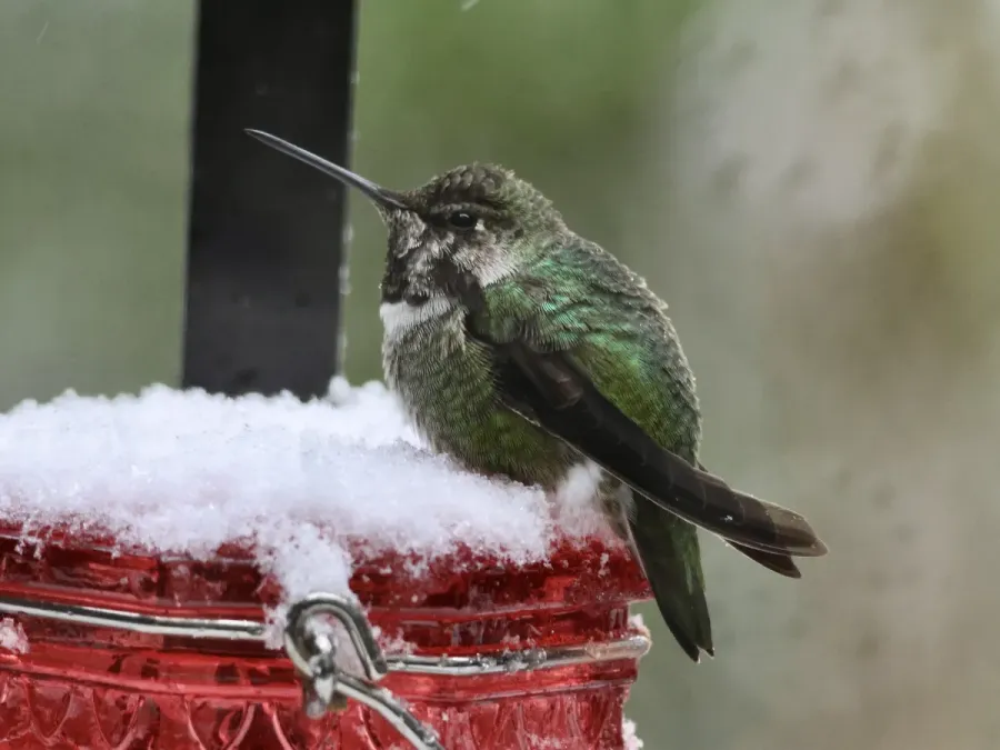 File:Anna's Hummingbird (Calypte anna) sitting in the snow on top of a red hummingbird feeder.jpg