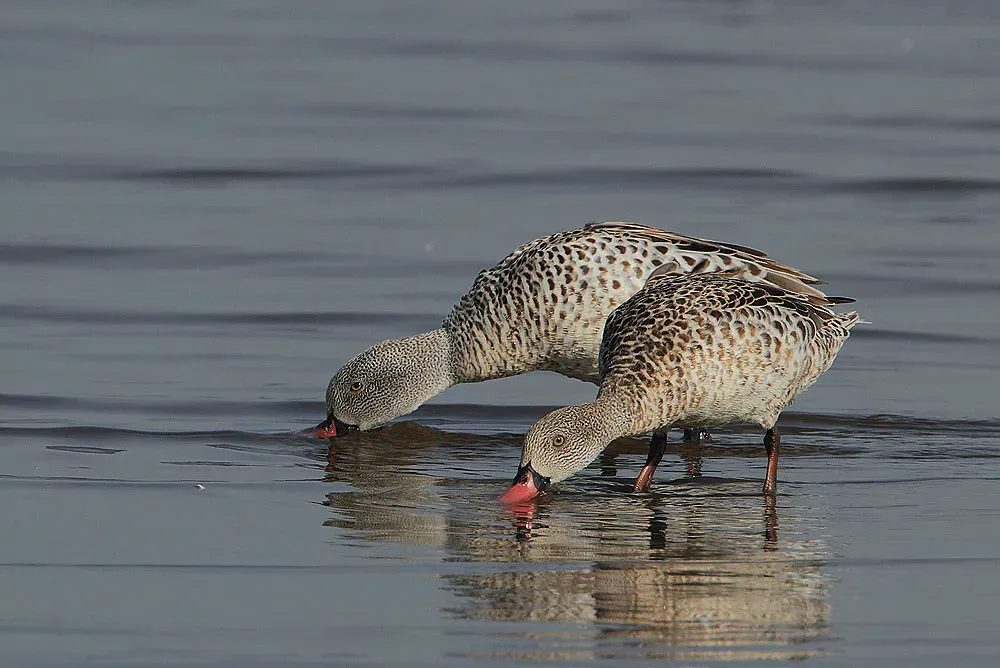 File:Anas capensis -Lake Nakuru, Kenya-8.jpg