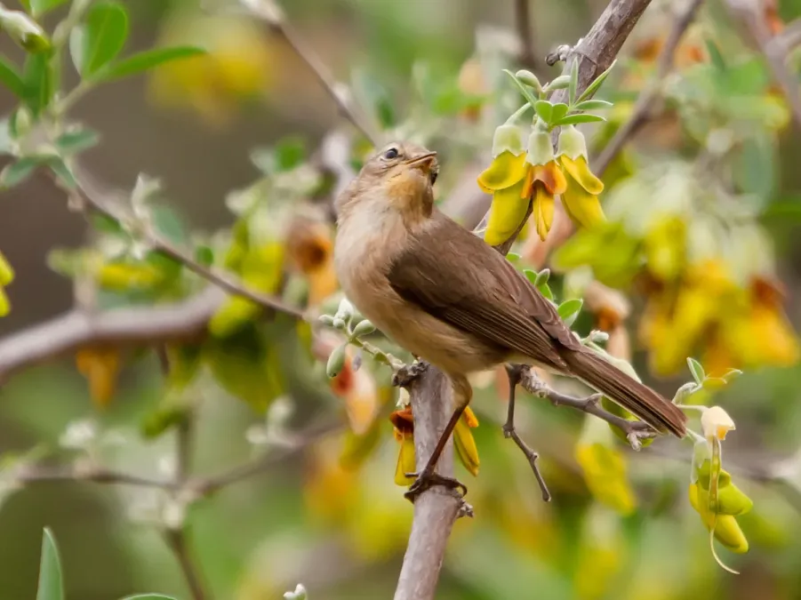 File:Phylloscopus canariensis -Drago, Gran Canaria, Canary Islands, Spain-8.jpg