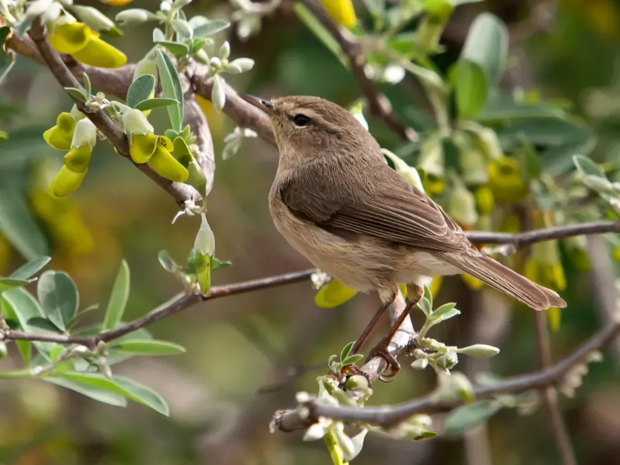 File:Phylloscopus canariensis -Drago, Gran Canaria, Canary Islands, Spain-8 (1).jpg