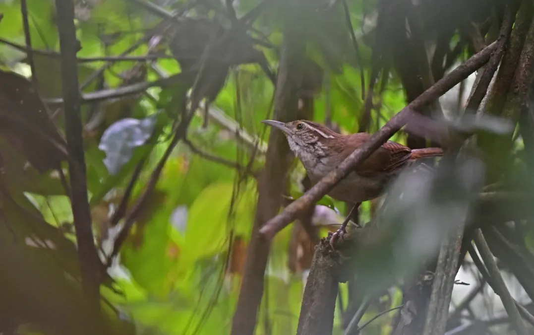 File:Thryophilus sernai 238692914.jpg