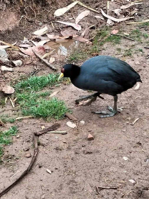 File:Fulica Ardesiaca.jpg