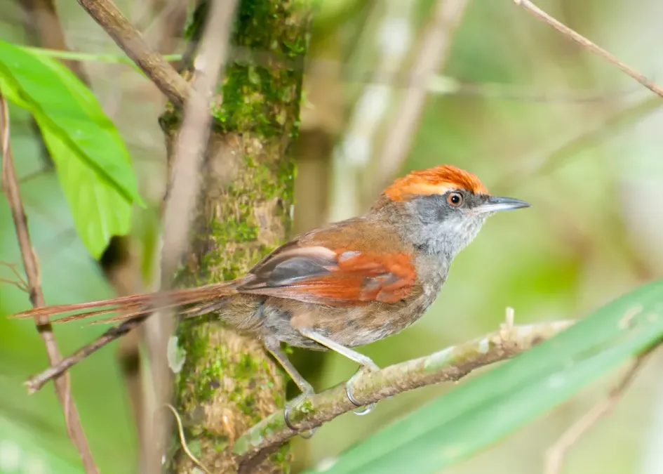 File:Synallaxis ruficapilla -Sitio Arapongal, Registro, Sao Paulo, Brasil-8.jpg