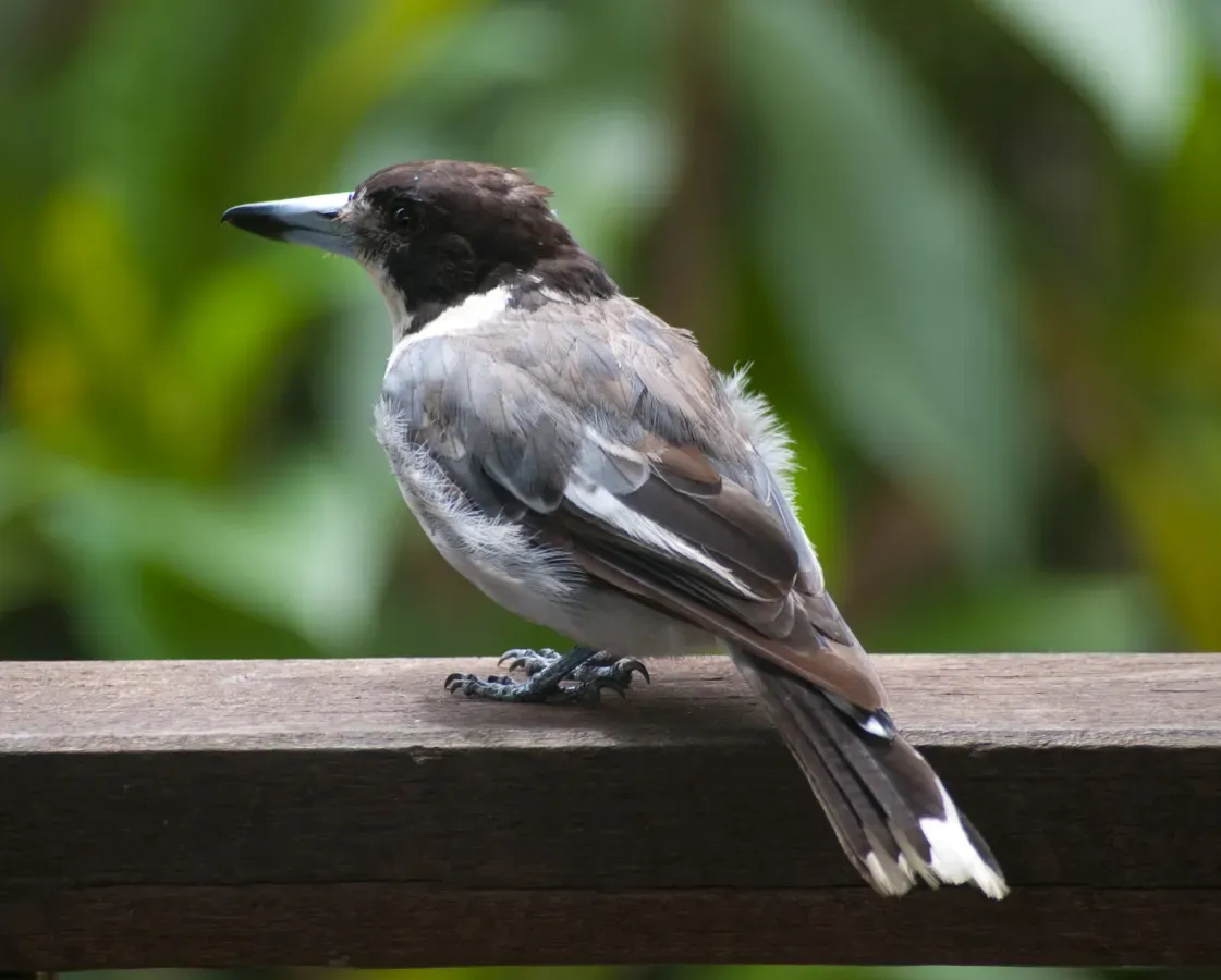 File:Cracticus torquatus -Rosalie, Queensland, Australia-8.jpg
