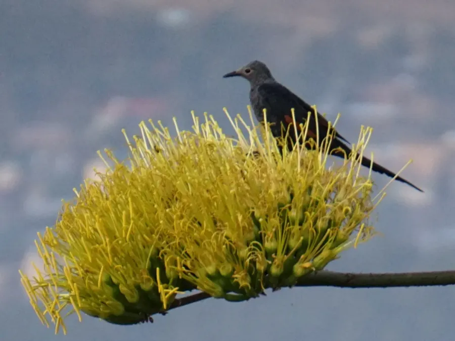 File:Onychognathus tenuirostris 63010391.jpg