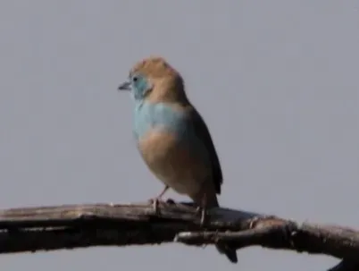 File:Uraeginthus angolensis ssp. angolensis.jpg