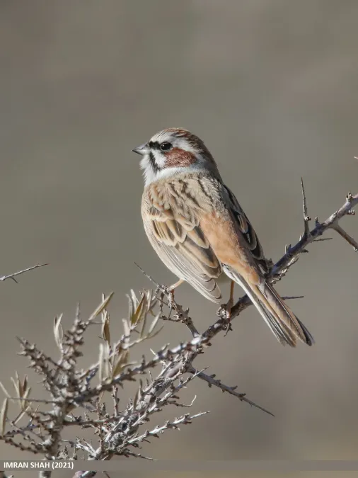 File:Meadow Bunting (Emberiza cioides) (52582768326).jpg
