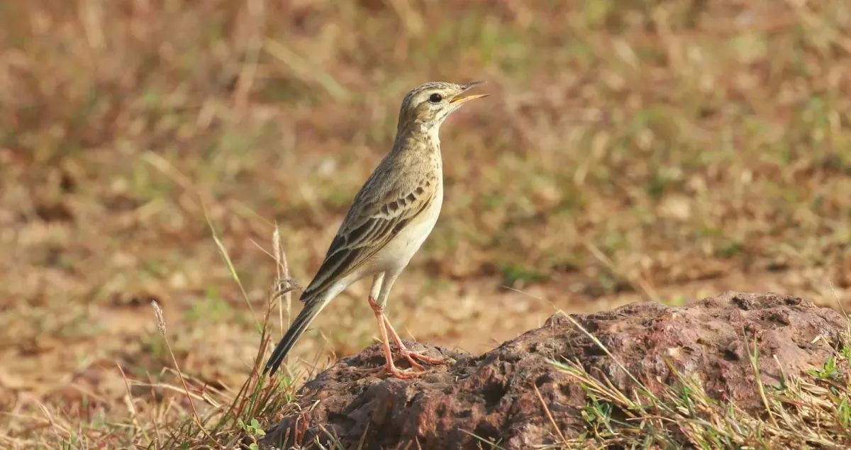 File:Paddyfield pipit (Anthus rufulus) image.jpg