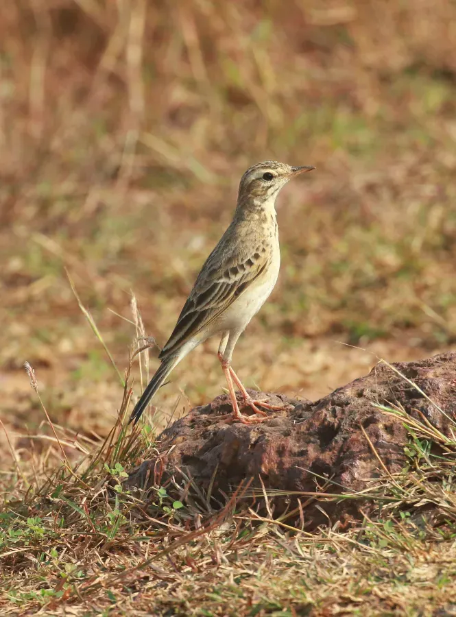 File:Paddyfield pipit (Anthus rufulus) ,image.jpg