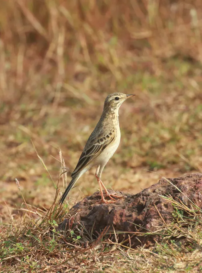 File:Paddyfield pipit (Anthus rufulus) photo.jpg