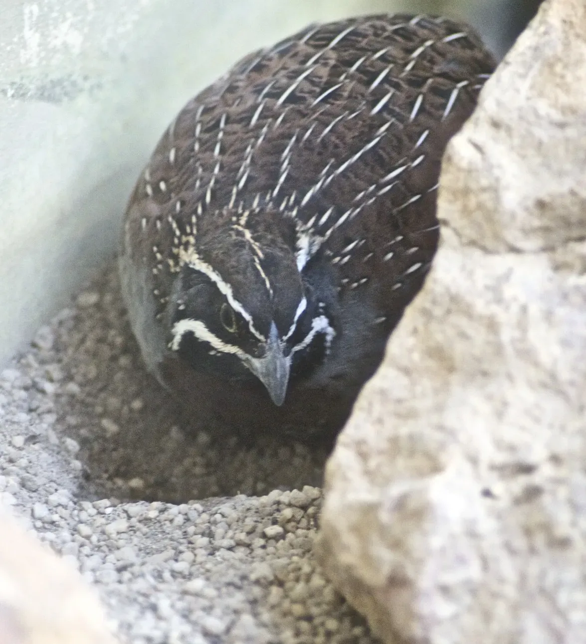 File:Margaroperdix madagarensis.jpg