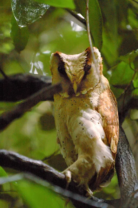 File:Sri Lanka Bay Owl (Phodilus assimilis), Topslip, Western Ghats, Tamil Nadu 2.jpg