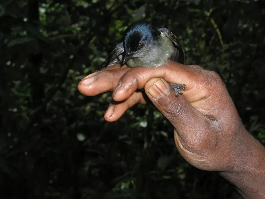 File:Melanocharis nigra 82239760.jpg