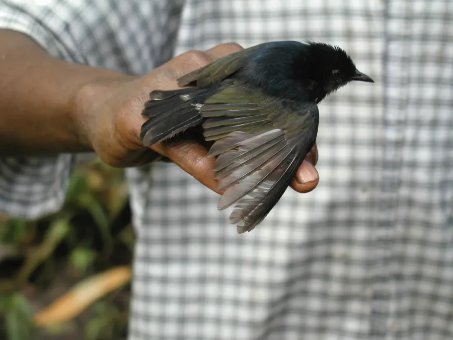 File:Melanocharis nigra 82239774.jpg