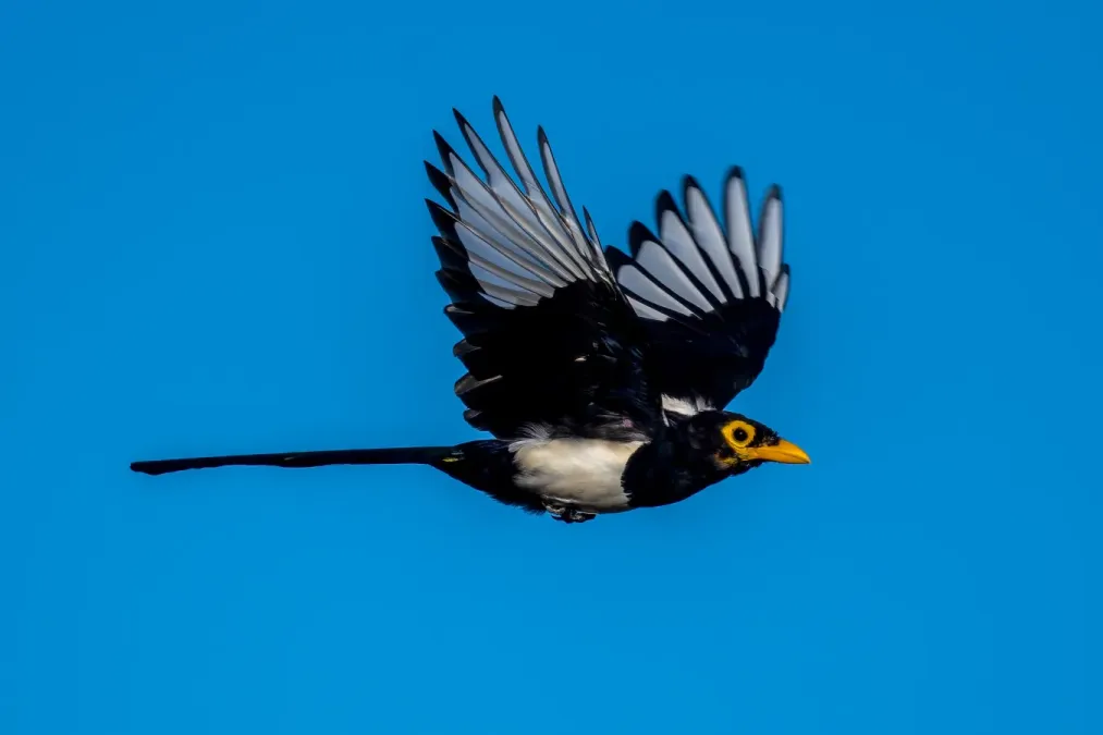 File:Pica nuttalli 225630039.jpg