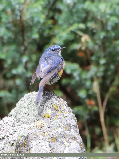 File:Himalayan Bluetail (Tarsiger rufilatus) (52570726051).jpg