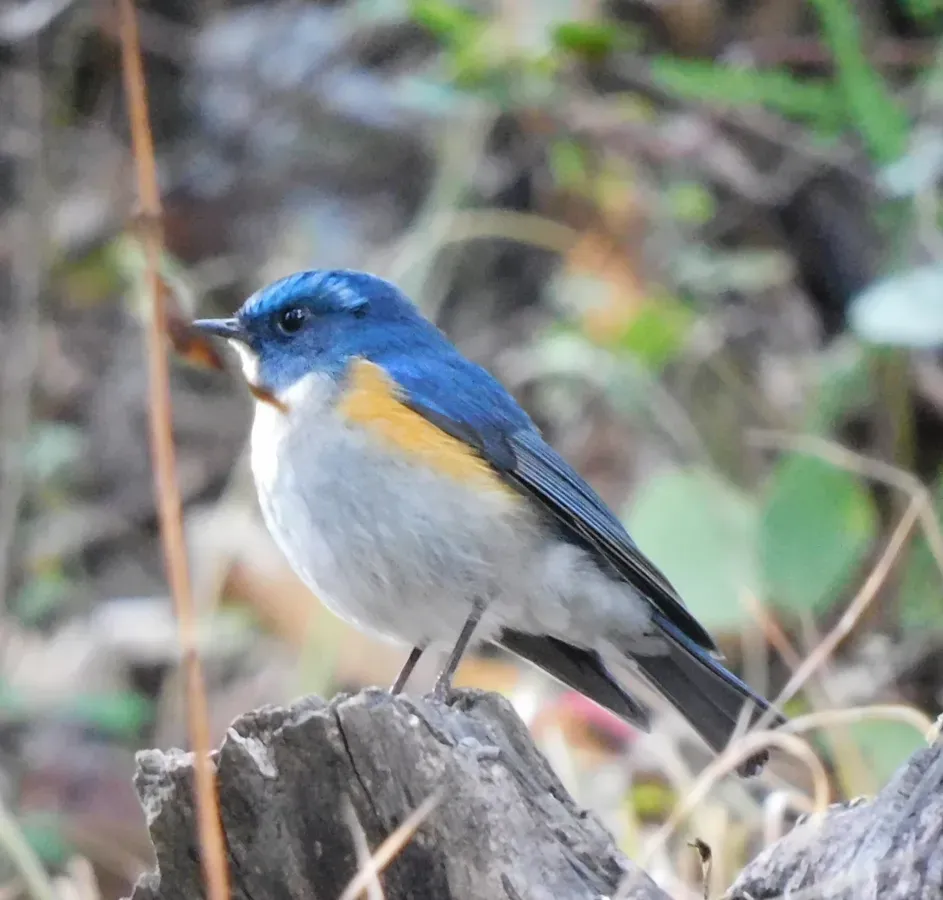 File:Tarsiger rufilatus 177127241.jpg