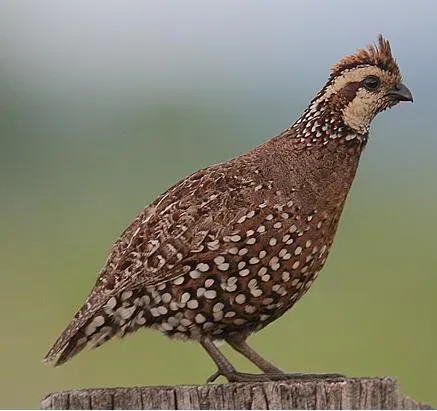 File:Colinus cristatus 2.jpg