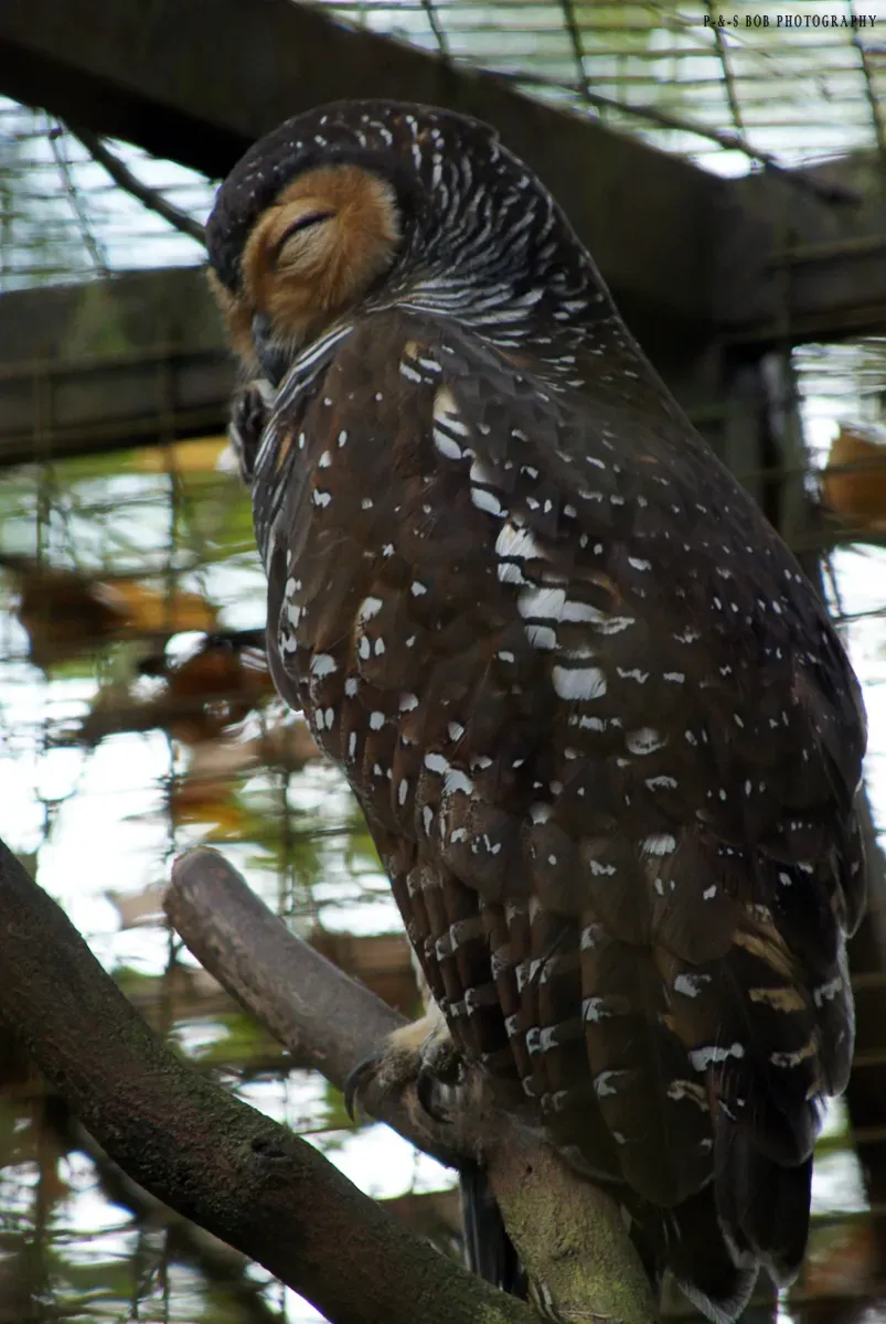 File:Spotted Wood-owl (Strix seloputo).jpg