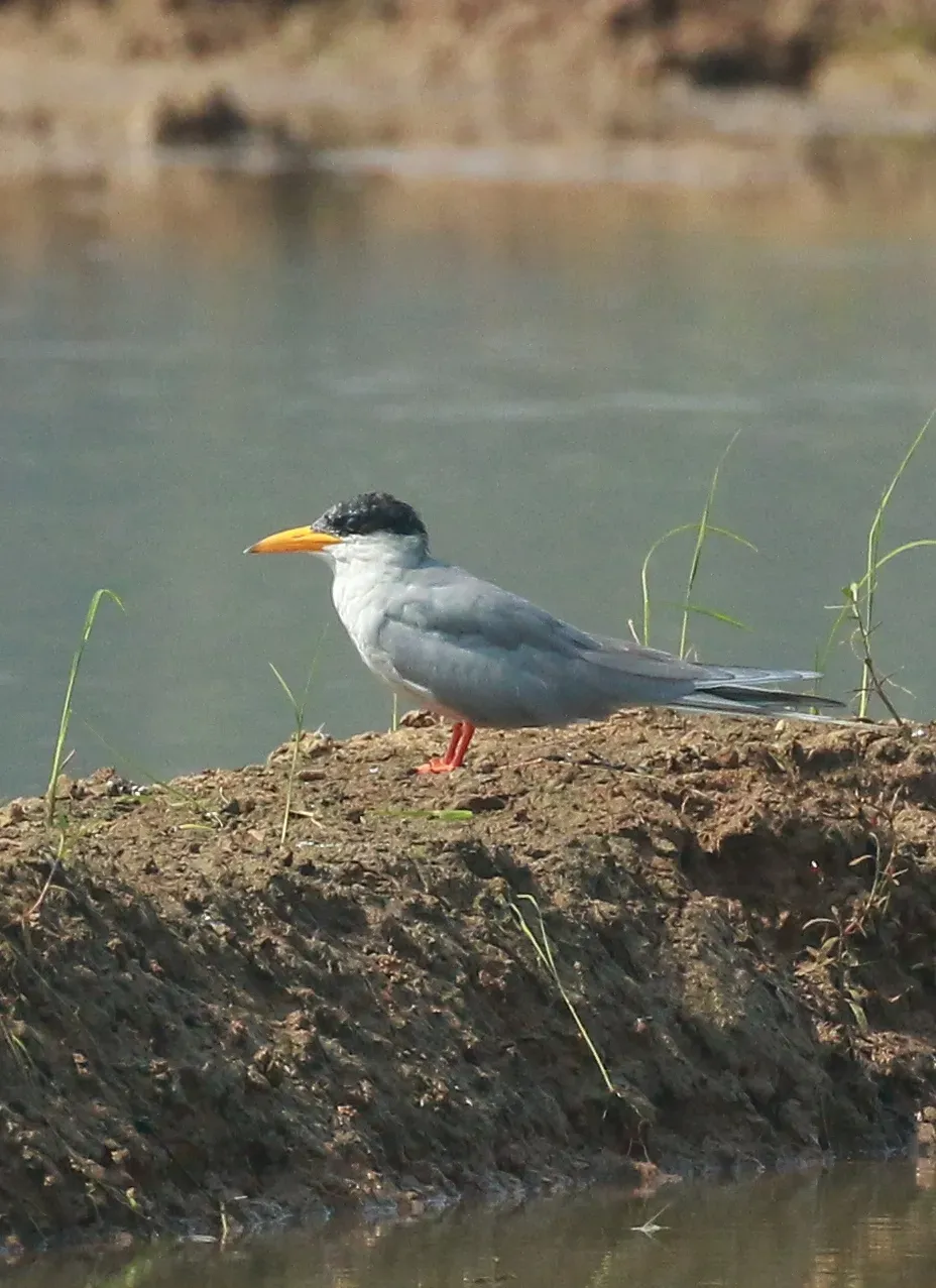 File:River tern (Sterna aurantia) in wetland.jpg