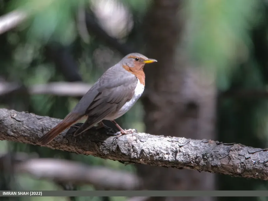 File:Red-throated Thrush (Turdus ruficollis) (52589813964).jpg