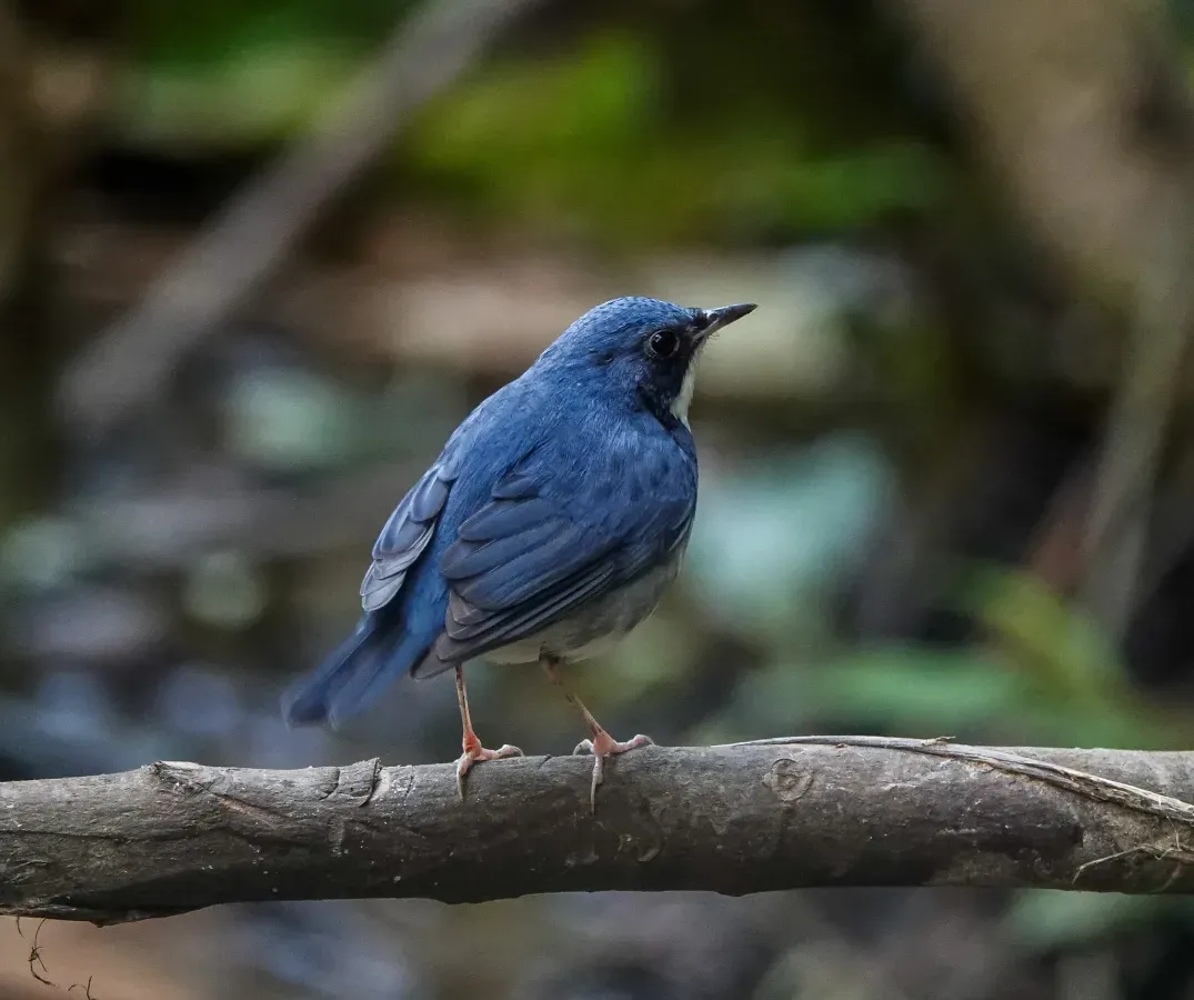 File:Larvivora cyane 211914047.jpg
