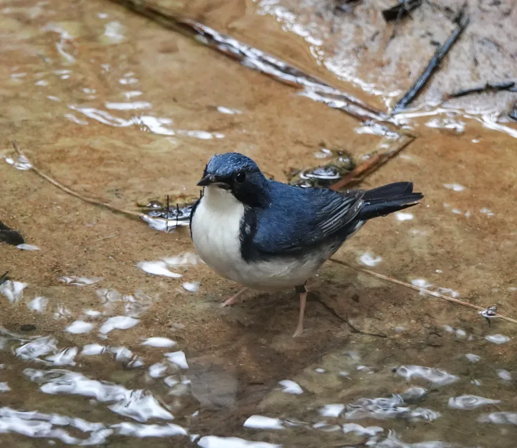 File:Larvivora cyane 211937421.jpg
