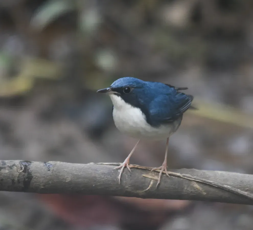 File:Larvivora cyane 216147624.jpg
