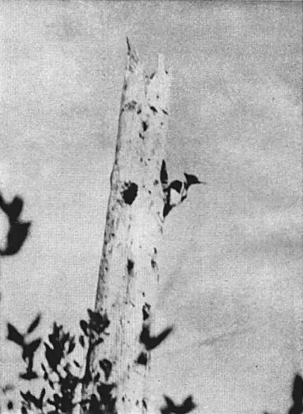 File:Campephilus principalis bairdii.jpg