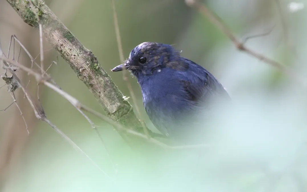 File:Myiomela diana 103163701.jpg