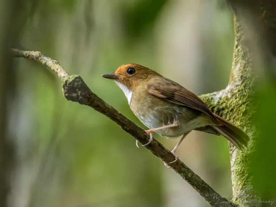 File:Anthipes solitaris malayana 190847924.jpg