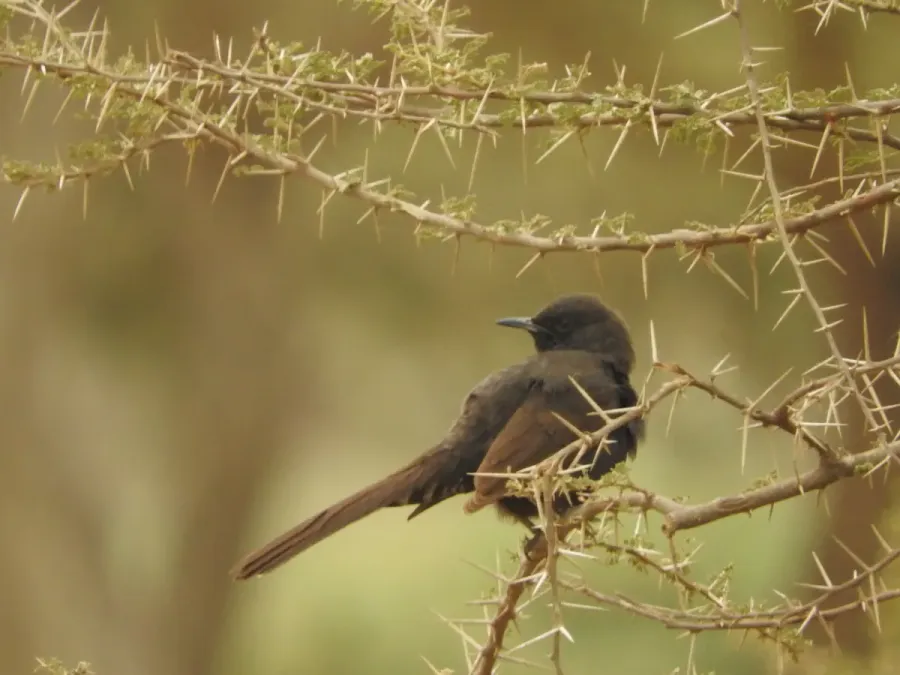 File:Cercotrichas podobe 60453870.jpg