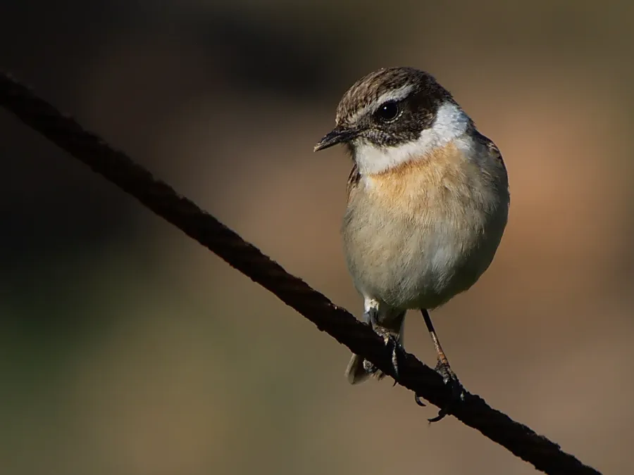 File:Saxicola dacotiae -Fuerteventura, Canary Islands, Spain-8.jpg