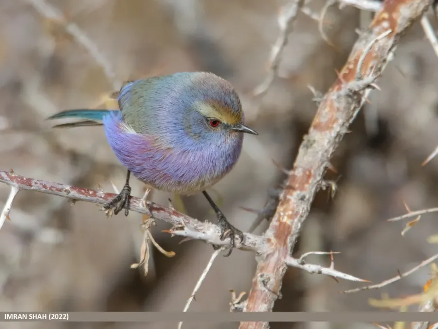 File:White-browed Tit Warbler (Leptopoecile sophiae) (52594031818).jpg