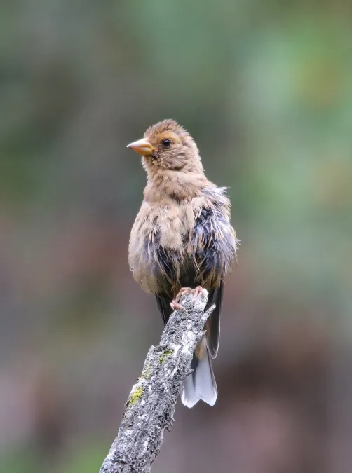 File:Spectacled Finch (Callacanthis burtoni) (52591621001).jpg