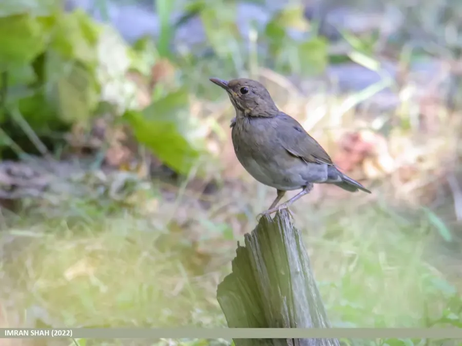 File:Tickell's Thrush (Turdus unicolor) (52591618786).jpg