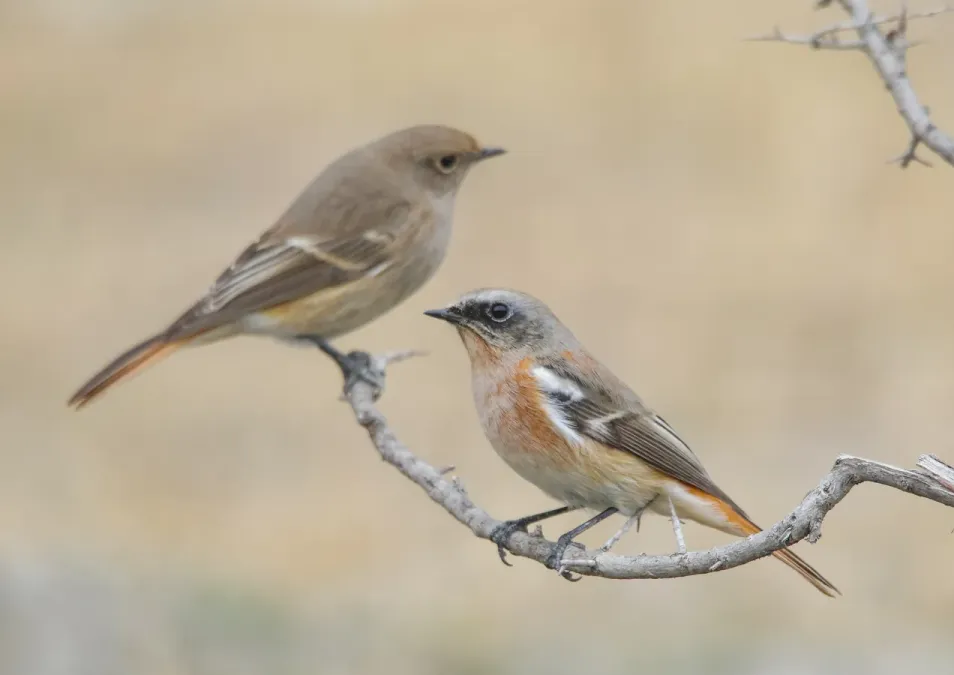 File:Rufous-backed Redstart (Phoenicurus erythronotus) (52593029282).jpg