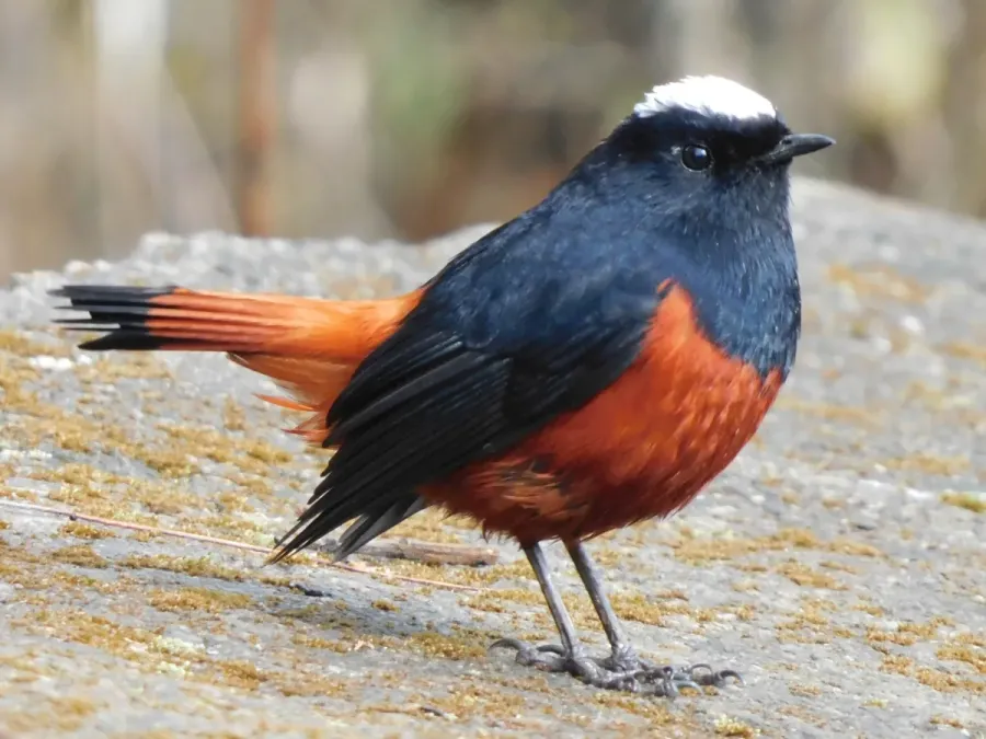 File:Phoenicurus leucocephalus 177226567.jpg