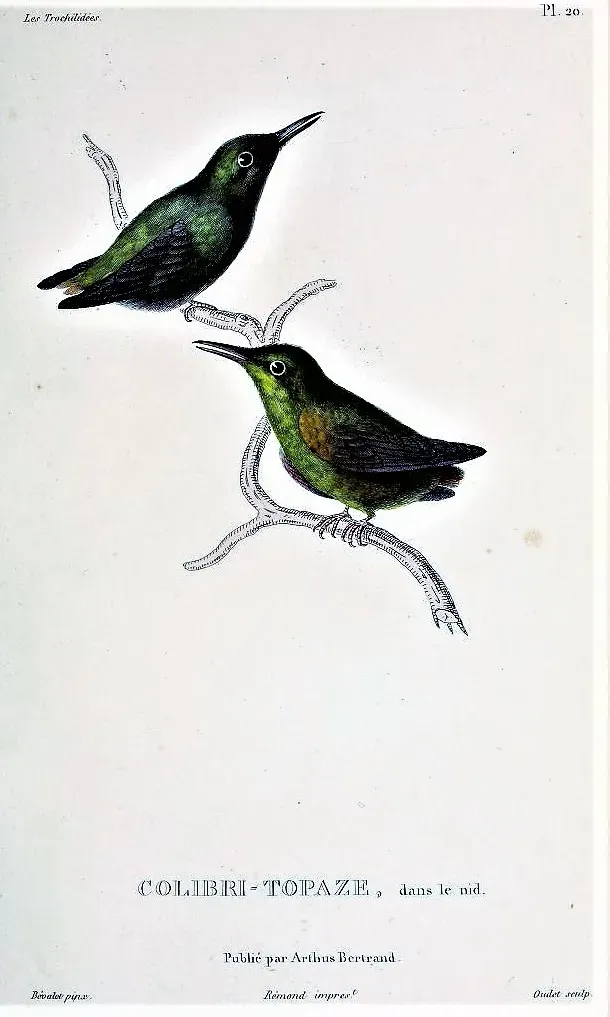 File:Topaza pella Bévalet.jpg