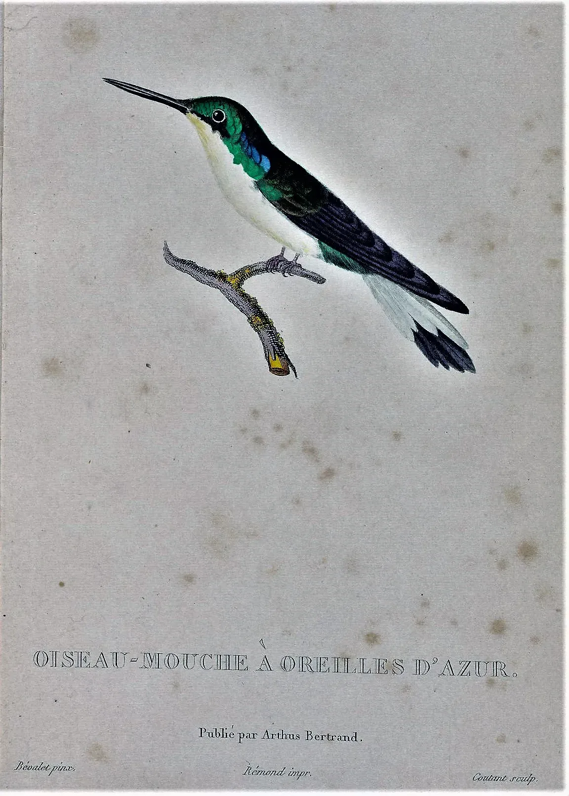 File:Heliothryx auritus Bévalet.jpg