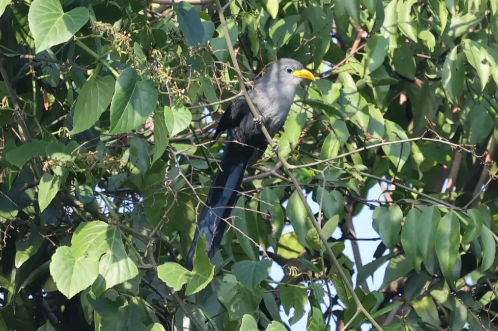 File:Ceuthmochares aereus ssp. aereus.jpg
