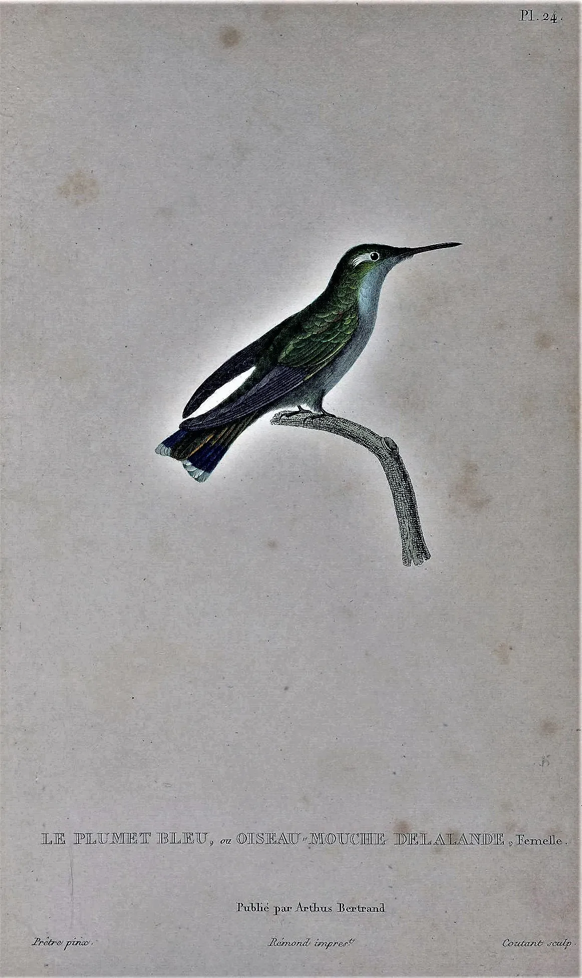 File:Stephanoxis lalandi female.jpg