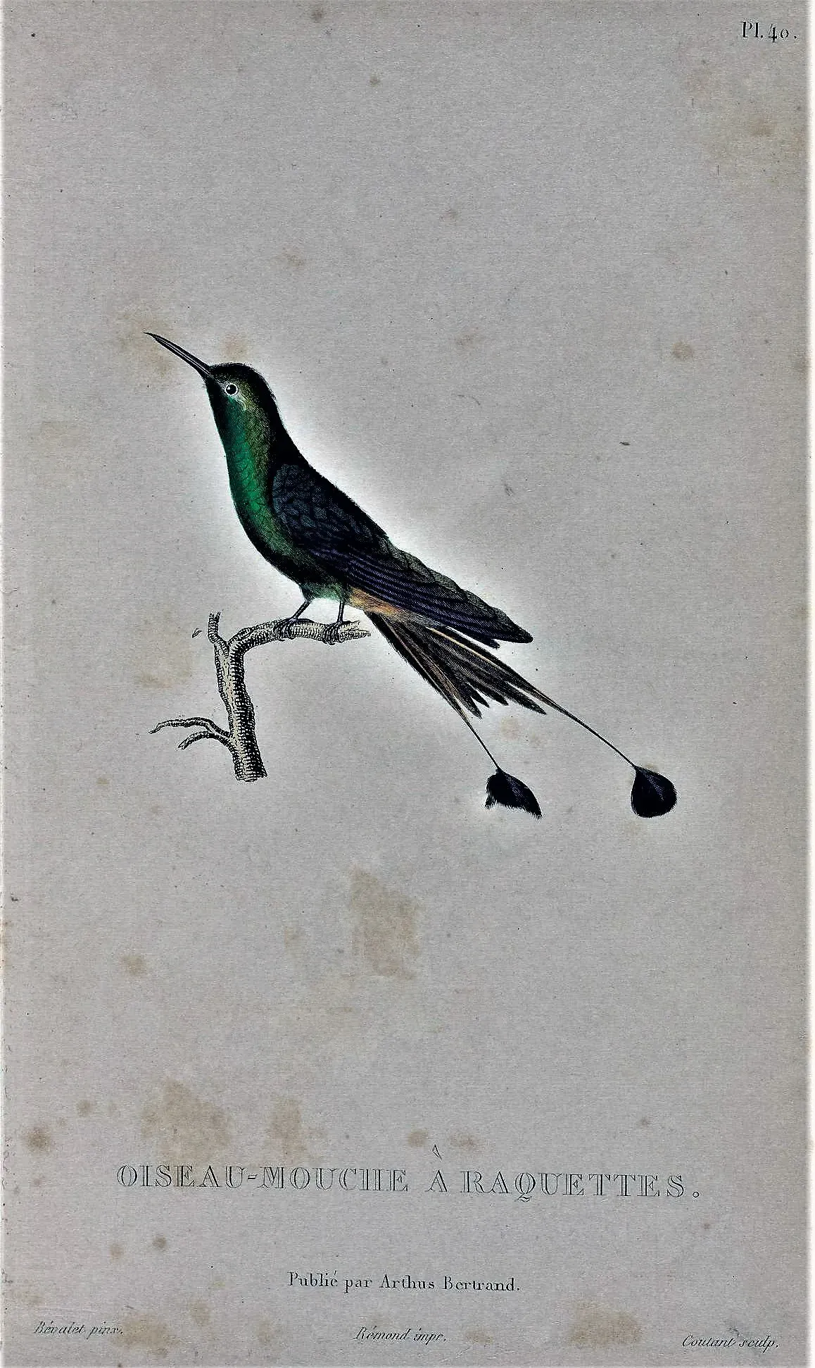 File:Discosura longicaudus.jpg