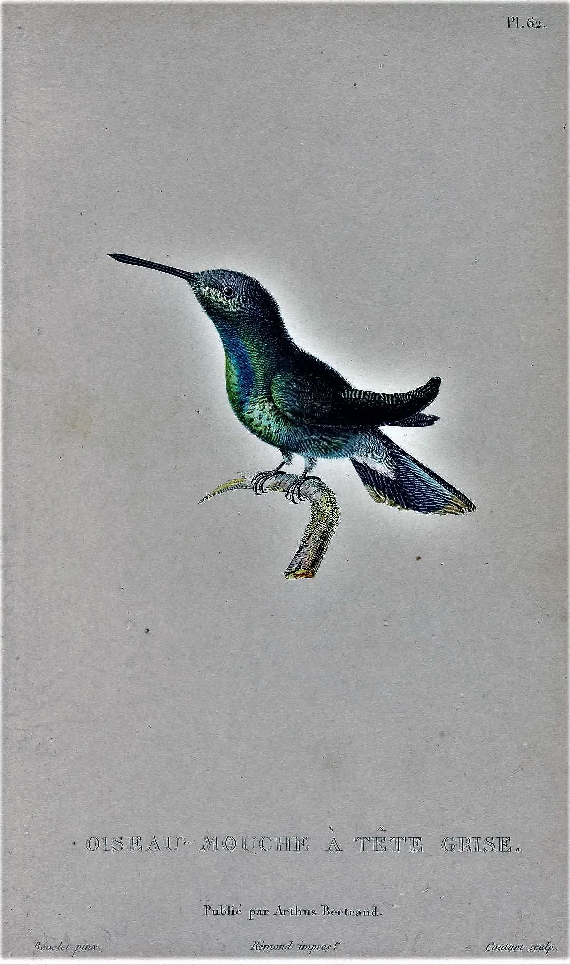 File:Chionomesa fimbriata tephrocephala.jpg